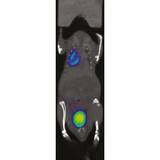 β-CUBE high-performance preclinical PET imager