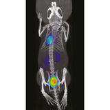 β-CUBE high-performance preclinical PET imager