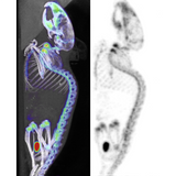 β-CUBE high-performance preclinical PET imager