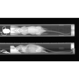 X-CUBE high-throughput micro-CT
