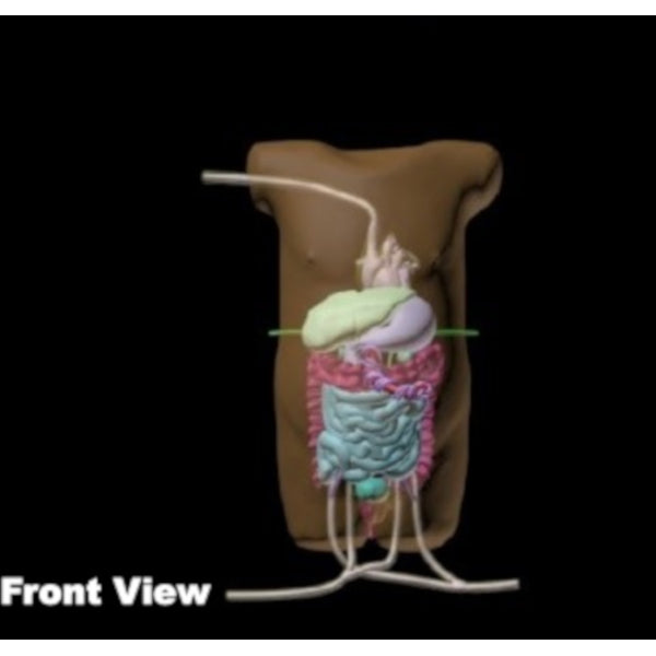 Newborn Torso Phantom